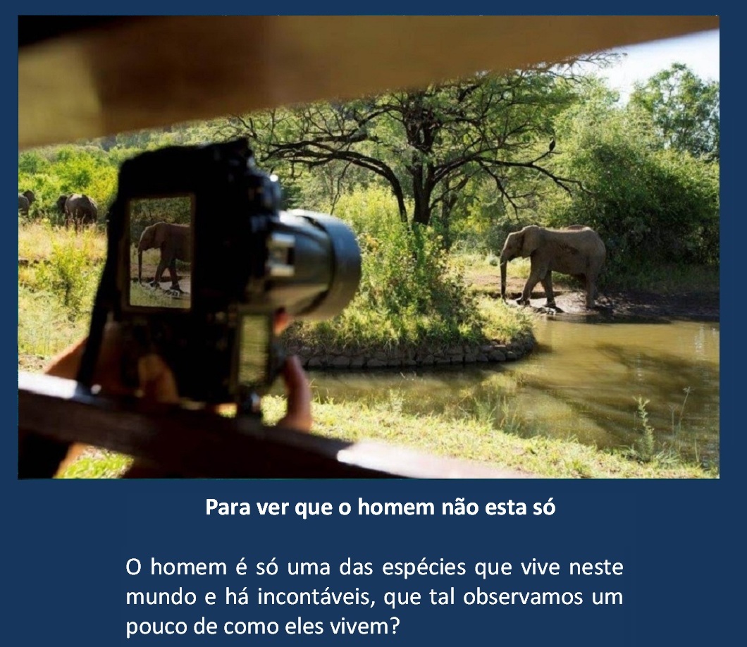 Viagem safari.jpg